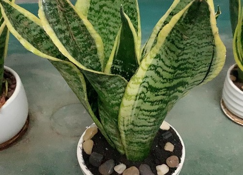 虎皮兰喜水还是喜旱