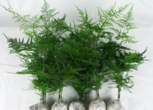 文竹长到半米高如何进行施肥