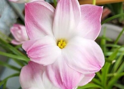 夏季怎么养风雨兰花儿蹭蹭开爆盆