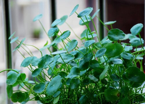 铜钱草叶片泛黄怎么处理