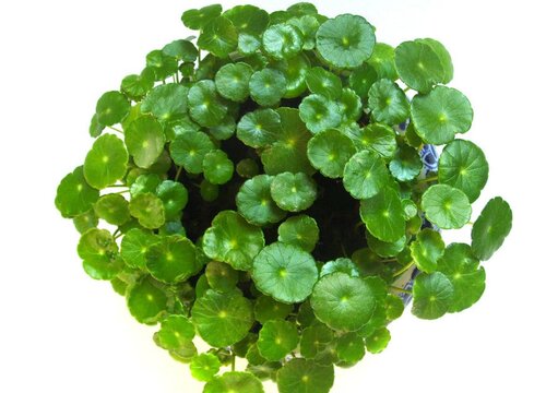 铜钱草叶片泛黄怎么处理