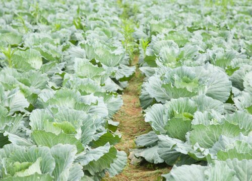 大白菜最佳种植时间