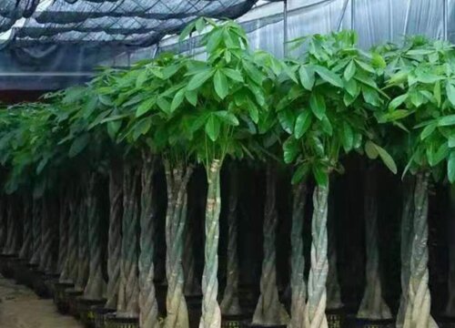 适合过年养的植物