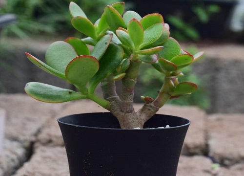 适合过年养的植物