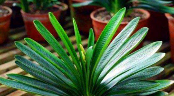 君子兰什么时间换土换盆最好