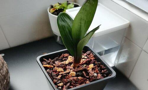 君子兰什么时间换土换盆最好