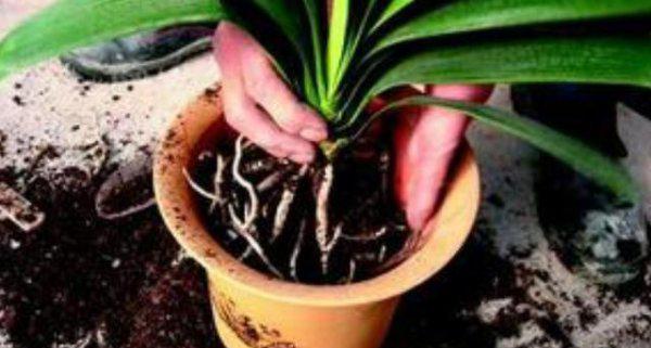 君子兰什么时间换土换盆最好