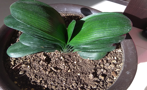 君子兰什么时间换土换盆最好