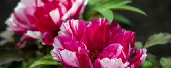 牡丹盆栽冬季养护方法