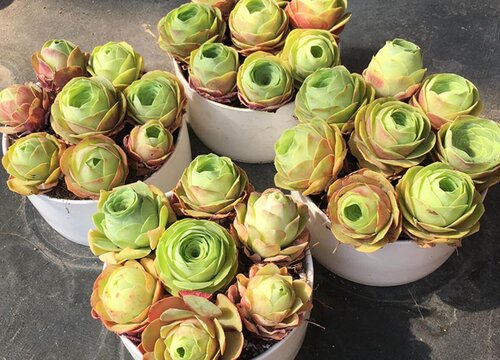 新手养多肉的方法和技巧