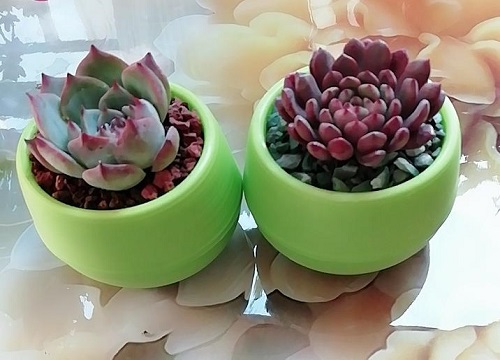 新手养多肉的方法和技巧