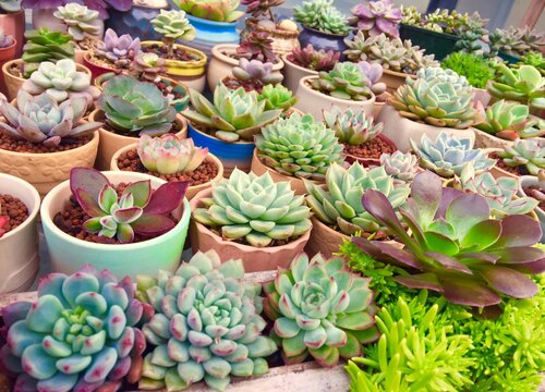 新手养多肉的方法和技巧