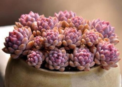 新手养多肉的方法和技巧