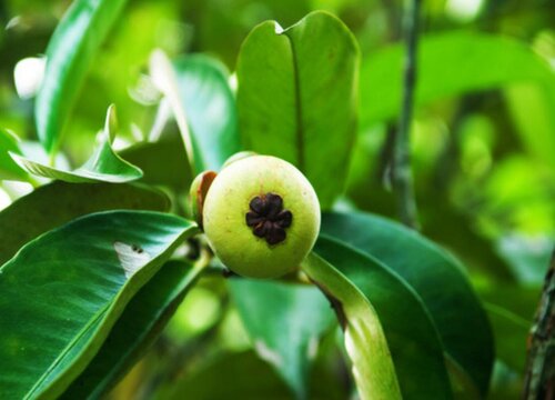 山竹是哪里产的