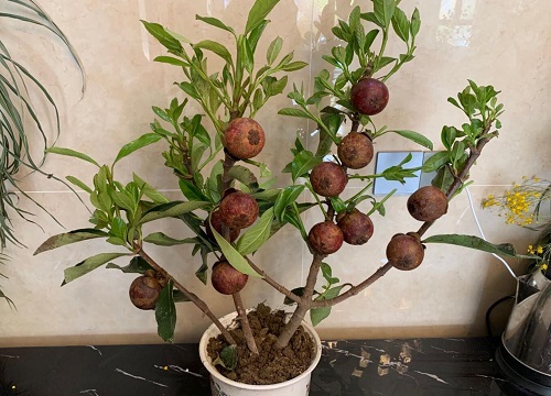 山竹是哪里产的