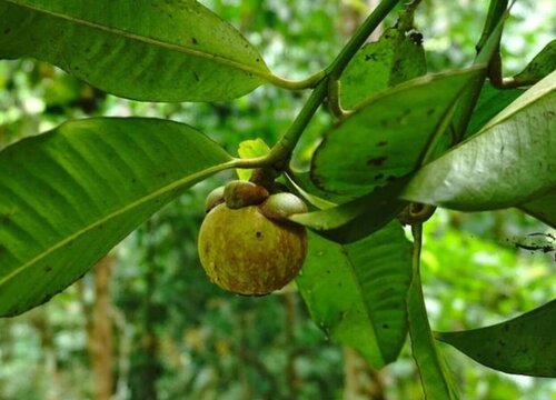 山竹是哪里产的