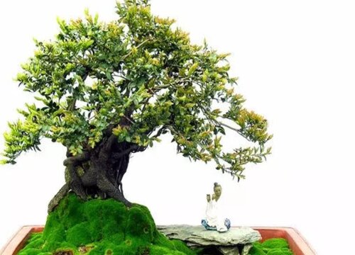 黒骨香用什么盆好