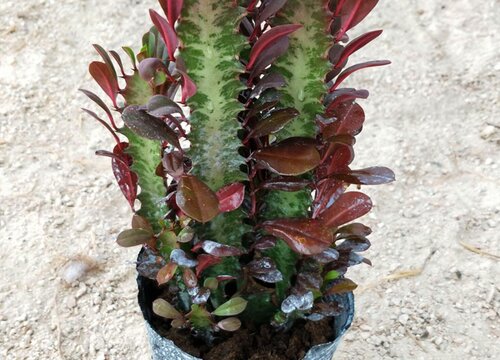 仙人柱中最名贵品种