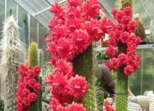 仙人柱中最名贵品种