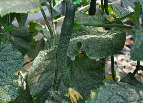 黄瓜种植时间和方法