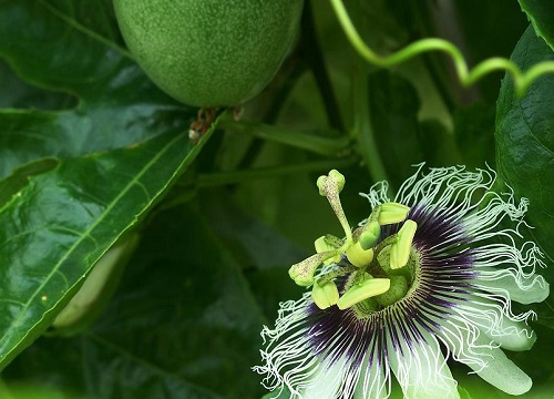 百香果什么时候开花