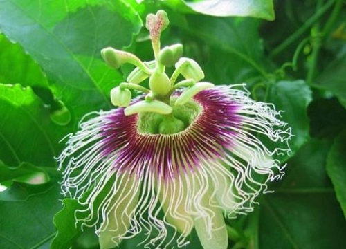 百香果什么时候开花