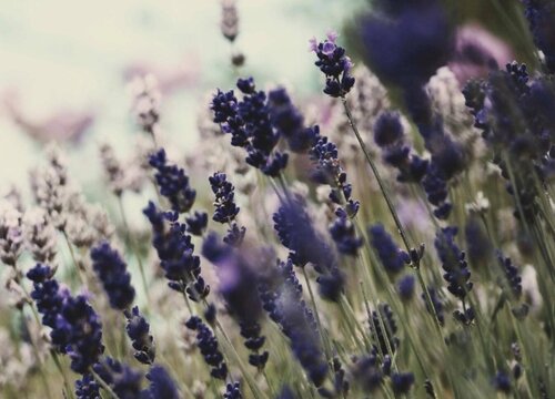 薰衣草怎么醒花