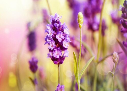 薰衣草怎么醒花