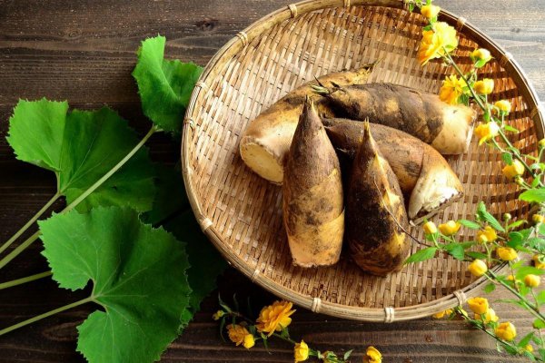 竹笋为什么会苦