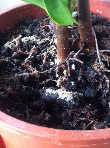 8种给土壤消毒方法