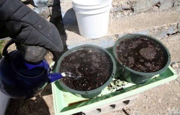 8种给土壤消毒方法