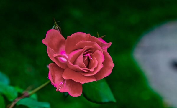 月季的品种及名称图片