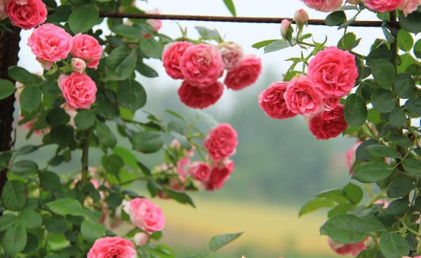 月季的品种及名称图片