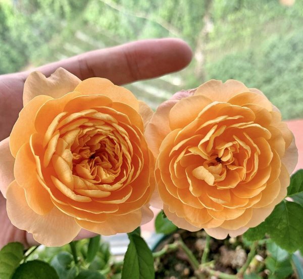 月季的品种及名称图片