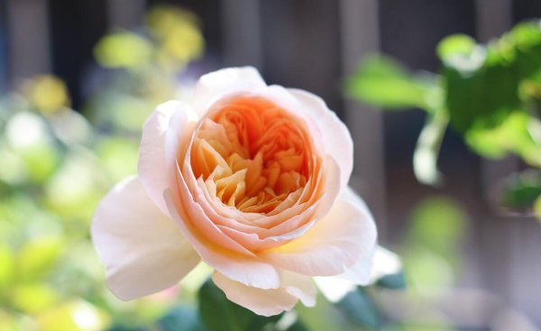 月季的品种及名称图片