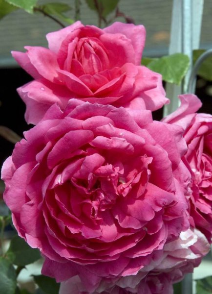 月季的品种及名称图片