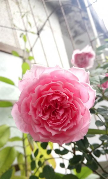 月季的品种及名称图片