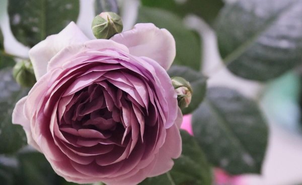 月季的品种及名称图片