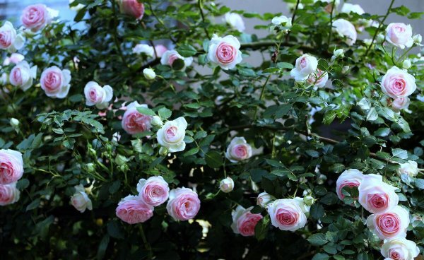 月季的品种及名称图片