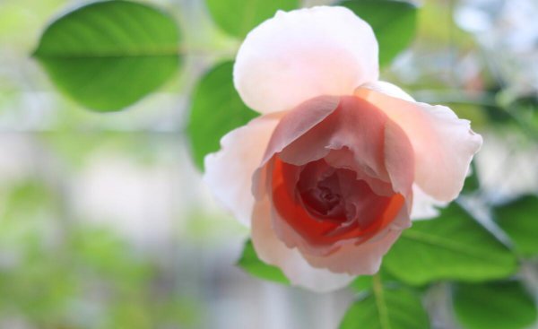 月季的品种及名称图片