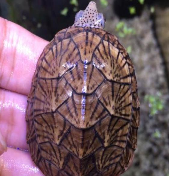 水龟有哪些品种好养吗