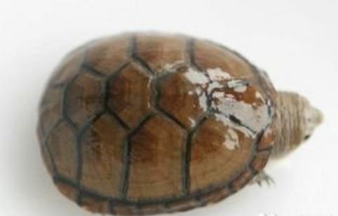 水龟有哪些品种好养吗