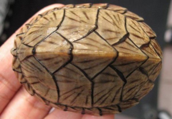 水龟有哪些品种好养吗