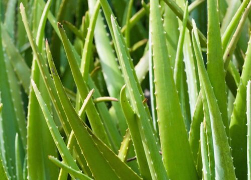 芦荟的生长过程