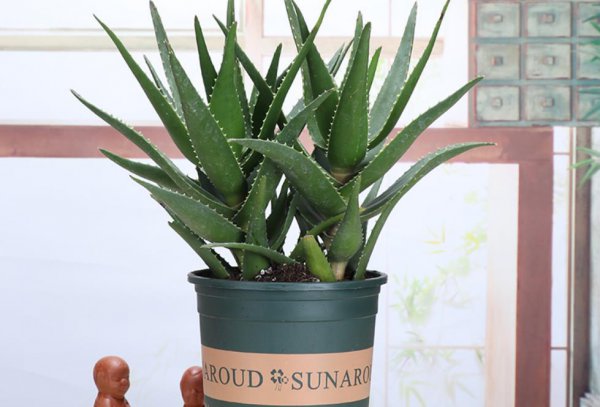 芦荟的生长过程