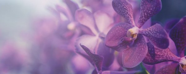 水吊兰花怎么养才能旺盛