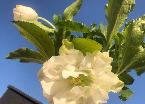 铁筷子花耐寒多少度