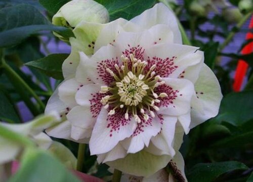 铁筷子花耐寒多少度