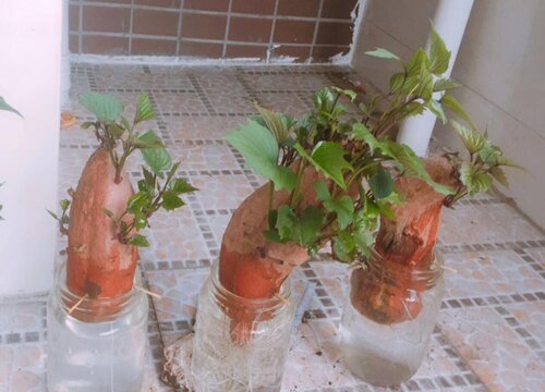 红薯发芽了怎么种盆栽