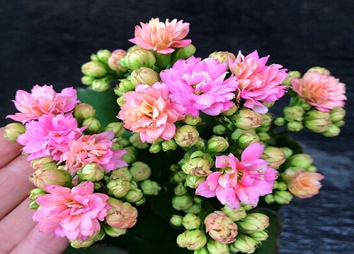 长寿花有哪些促花神药